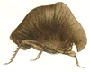 Choriphyllum sagrai Serville, 1838: Pl. 8, Fig. 5. habitus (18 mm [8 lignes] ). (Otu).