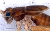 CollectionObject 1582268; 60993107-1285-4897-a87d-f6e10c098e78: male, head and thorax, lateral view (paratype). (CollectionObject).