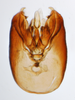 Pygofer, ventral view on Delphacodes lividus Beamer, 1948: (Observation).