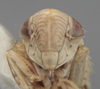Head on Athysanella (Gladionura) contracta Ball & Beamer, 1940: Head. (Observation).