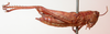 CollectionObject 1543597; 36110570-6d77-465b-aaa1-e62bdadca46e: female, lateral view (lectotype). (CollectionObject).