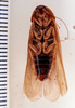 CollectionObject 1552882; 6a9cbec0-743e-49ff-a2b3-00d3937dfd9f: Image taken by Heidi Hopkins. (CollectionObject).