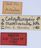 CollectionObject 1535842; 481bea03-90a5-43d9-86f8-16432a0d500a: labels (syntype of Caloptenopsis crassiusculus). (CollectionObject).