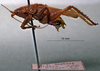 CollectionObject 1503153; 6bb3b445-2e76-4669-8f0d-43e1799151b6: male habitus lateral view (holotype). (CollectionObject).