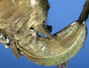 CollectionObject 1517512; 0b4360b1-7966-433c-ac0b-755464e7c192: ovipositor (holotype of Orophus notatus). (CollectionObject).