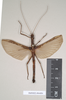 CollectionObject 1562075; NHMUK(SF IMPORT DUPLICATE) 844856, eef1f415-81a2-4af0-94e7-bee4d081a773: copyright Natural History Museum, London. male (holotype). (CollectionObject).