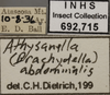 Other on Athysanella (Brachydella) abdominalis Ball & Beamer, 1940: Labels. (Observation).
