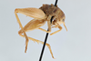 CollectionObject 2765459; bd6d6011-6831-4da0-afcc-9b4cd30617fa, CNCI 311952: Ceuthophilus valgus. Lateral view. (CollectionObject).