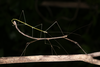 Austrocarausius Brock, 2000: copyright Beth Ripper. mating pair of Austrocarausius nigropunctatus [type species]. Queensland: Home Rule Camping, Rossville, 5 December 2015. (Otu).