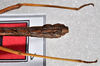 CollectionObject 1564085; 778559a9-acc6-492d-9f04-cefe26ea80e8: copyright Philippe Lelong ASPER. male: end of abdomen, dorsal view (holotype). (CollectionObject).