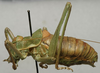 CollectionObject 1535210; 39ae5b37-f54f-4a6e-9ef5-258c15636ab3: male, lateral view (syntype). (CollectionObject).