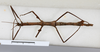 CollectionObject 1561879; 05e770bd-4413-43be-a4bf-4e5a48ea5640: copyright MHNG Geneva. female, dorsal view (holotype). (CollectionObject).