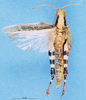 CollectionObject 1580221; 622635c1-c185-46a2-b0ca-d26e3e571c97: female, dorsal view (paralectotype). (CollectionObject).