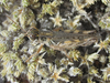 Melanoplus infantilis Scudder, 1878: male (Pleasant Ridge Road, about 4 miles north of Harrison, Nebraska, 19 July 2020). (Otu).