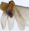 Habitus, dorsal view on Empoascanara (Empoascanara) dubiosa Dworakowska, 1980: Habitus (USNM collection). (Observation).