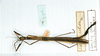 CollectionObject 1562082; 90530cc6-cb38-4b10-8907-0cd7c40c2cfa: copyright MNHN, Paris. female of synonym Sosibia solida (holotype). (CollectionObject).