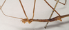 CollectionObject 1557890; NHMUK(SF IMPORT DUPLICATE) 844866, 01a0d8e3-1fc1-43a5-9908-4075d3d89a69: copyright Natural History Museum, London. male: head and thorax, lateral view of Bacteria aegyptiaca (holotype). (CollectionObject).