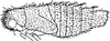Nymph: !! display not done !! on Macropsis (Macropsis) prasina (Boheman, 1852): (Observation).