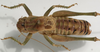 CollectionObject 1527093; fc4e2767-a738-4726-a993-84b6daf1bb14: male, dorsal view (holotype). (CollectionObject).