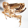 Habitus, lateral view: !! display not done !! on Javesella (Javesella) pellucida (Fabricius, 1794): (Observation).