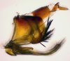 Pygofer, lateral view: (Observation).