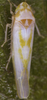 Habitus, dorsal view: !! display not done !! on Zygina (Zygina) suavis Rey, 1891: Habitus (female). (Observation).