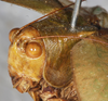 CollectionObject 1564226; NMW 4801, 4563f76e-c546-4649-b48a-dad1d505a1a2: female head and pronotum, latero-frontal view (syntype). (CollectionObject).