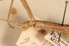 CollectionObject 1560981; NMW 224, ad8f143d-ddf6-4f0f-8d57-d7638040d607: copyright NMW, Vienna. female: head, lateral view of synonym Perliodes grisescens (lectotype). (CollectionObject).