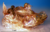 CollectionObject 1505377; 8e7776ff-4e42-416e-a8ed-6b99346a9a94: phallic complex (holotype). (CollectionObject).