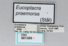 CollectionObject 2833388; CNCI 981389, fce46922-05e0-4148-9bc5-d0f2b2e98199: (CollectionObject).