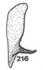 Other on Anisostylus elongatus (Fowler, 1895): (Observation).