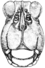 Tetrix arenosa angusta (Hancock, 1896): Fig. 78. female, head, facial view. (Otu).