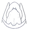 Pagdenia rufipes Miller, 1934: Fig. 9 C. male apex of abdomen from above. (Otu).