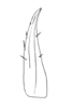 Ceuthophilus (Ceuthophilus) nitens Hubbell, 1936: Fig. 313. subdistal cephalic spur of caudal tibia. (Otu).