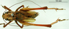 CollectionObject 1530802; 6f35d1e8-f9e8-4666-93b5-c5422a0d00e4: male, dorsal view (paratype). (CollectionObject).