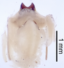CollectionObject 1522769; dce6a054-9683-429a-ba6c-0b0b5a6e285c: Male genitalia, dorsal view (holotype). (CollectionObject).