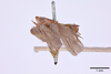 Habitus, lateral view on Cyarda difformis Walker, 1858: (Observation).