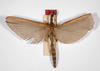 CollectionObject 1560319; badd2630-f1c6-420d-94ff-77ab12adcf7a: copyright ZMHB, Berlin. female, dorsal view (paralectotype). (CollectionObject).