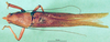 CollectionObject 1500325; 34d3cb2f-8a28-4c24-ab18-13839bc99373: male, dorsal view (syntype). (CollectionObject).