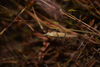 Singing male photographed in Vasant bandara Grassland, Bhagwan Mahavir Wildlife Sanctuary, Post Monsoon 2019. Depicts CollectionObject 1596507; 51807e49-0a5f-4fbf-a11a-7cbad9268e1e, a CollectionObject.