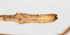 CollectionObject 1560427; bd11896f-e498-42f1-b959-c44f7049a332: copyright NMW, Vienna. male: end of abdomen, dorsal view (syntype). (CollectionObject).;CollectionObject 1560428; e38535f2-096d-42a7-90c9-05a46b40f72a: copyright NMW, Vienna. male: end of abdomen, dorsal view (syntype). (CollectionObject).