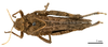 CollectionObject 1575331; 23587582-73b6-4def-809c-4e35591216fd: male, dorsal view (paratype). (CollectionObject).