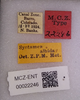 Other: !! display not done !! on Herpis albida (Metcalf, 1938): (Observation).
