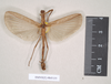 CollectionObject 1561299; NHMUK(SF IMPORT DUPLICATE) 845155, 55d9d62a-5717-4dfb-aed9-9892a2f8d19d: copyright Natural History Museum, London. male (paratype). (CollectionObject).