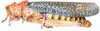 Phymateus (Phymateus) morbillosus morbillosus (Linnaeus, 1758): female, lateral view. (Otu).