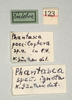 CollectionObject 1561067; 6acbe0f1-c1fa-4566-b2d5-11be96f195aa: copyright MIZ, Warsaw. male, data labels (lectotype). (CollectionObject).