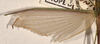 CollectionObject 1561971; a4f16831-97e2-4734-896b-ae13ccbaea01: copyright OUMNH. male, wings of Necroscia meneptolemus (holotype). (CollectionObject).