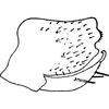Pygofer, lateral view on Eurhadina (Singhardina) robusta (Mahmood, 1967): Pygofer, lateral view. (Observation).