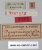 CollectionObject 1540717; 5fe27251-f7c4-410b-97fc-16e226831ba8: female, labels (lectotype). (CollectionObject).