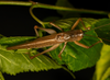 CollectionObject 2242450; 88ad3cb9-f50a-403e-bde1-6957c0ee10cb: male. (CollectionObject).
